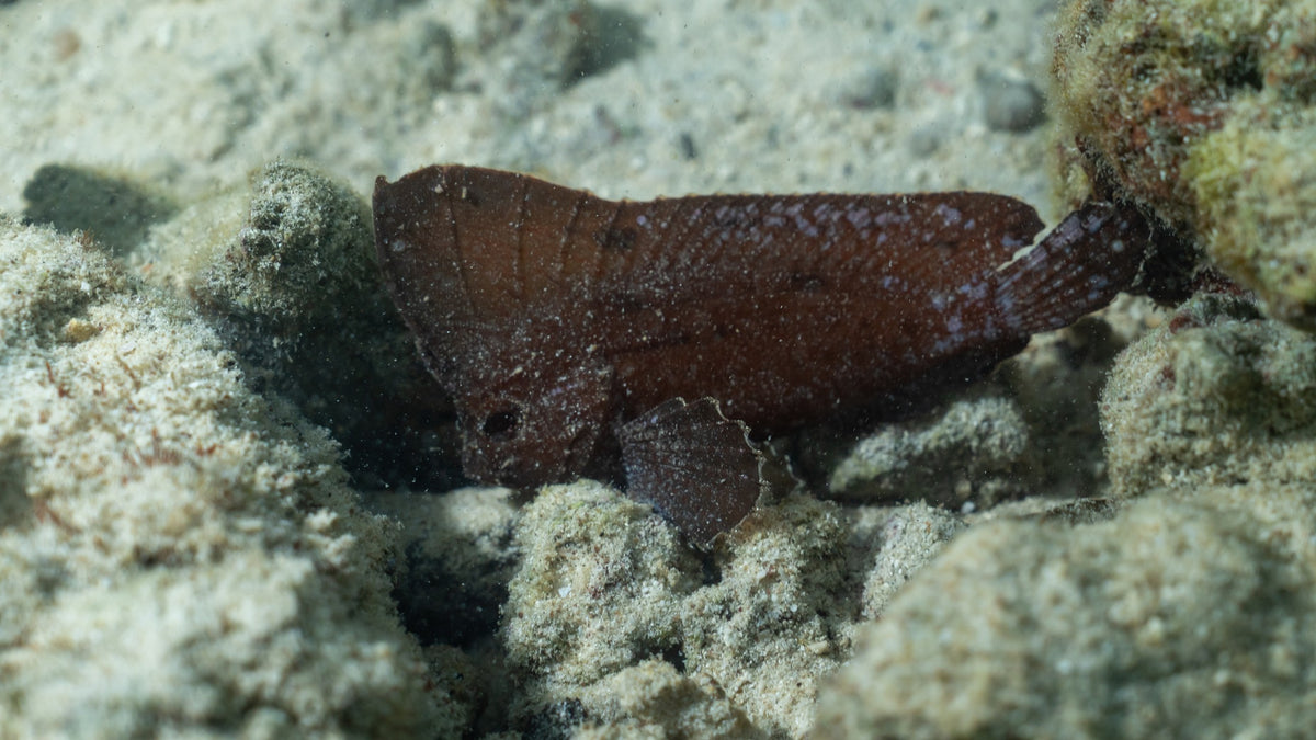 Pulau Weh & Banda Aceh
