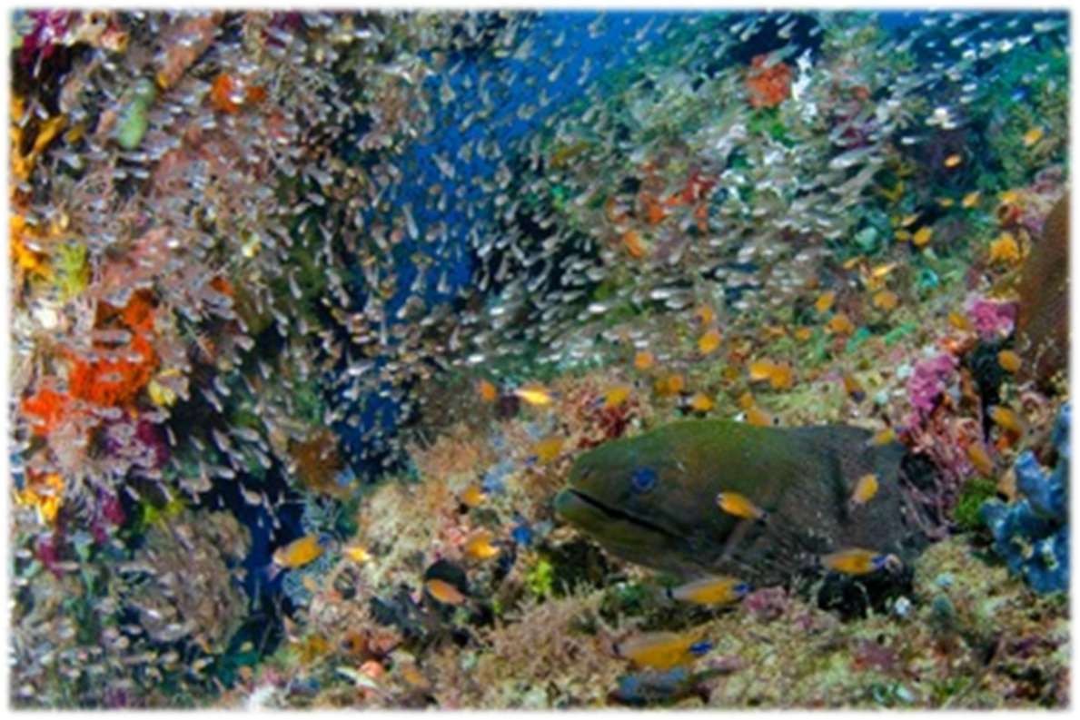 Raja Ampat