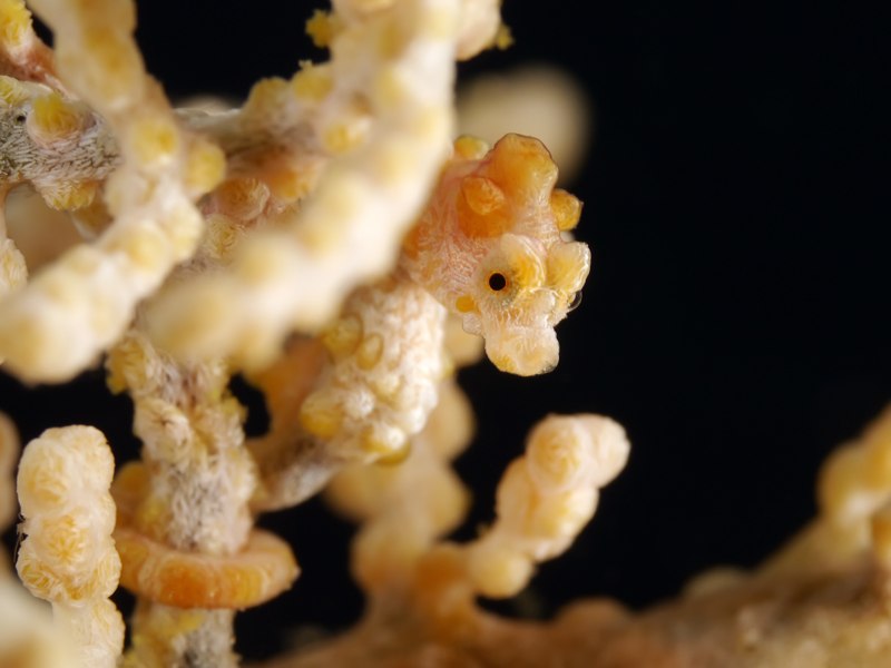 Yellow pygmy seahorse camouflaged against a sea fan in Anilao