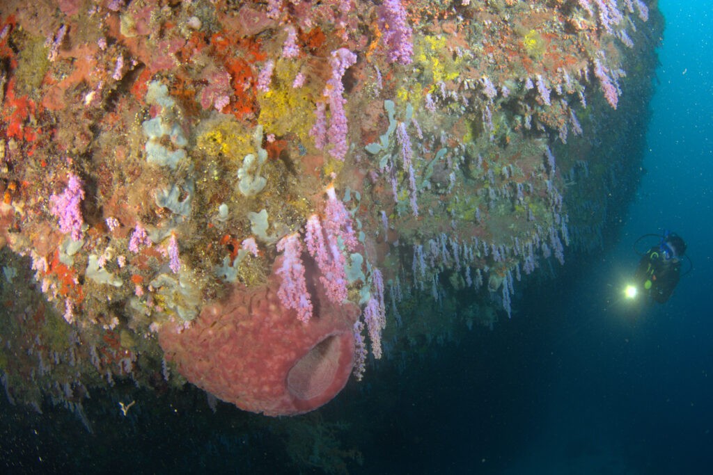 Derawan, Maratua, Sangalaki & Kakaban
