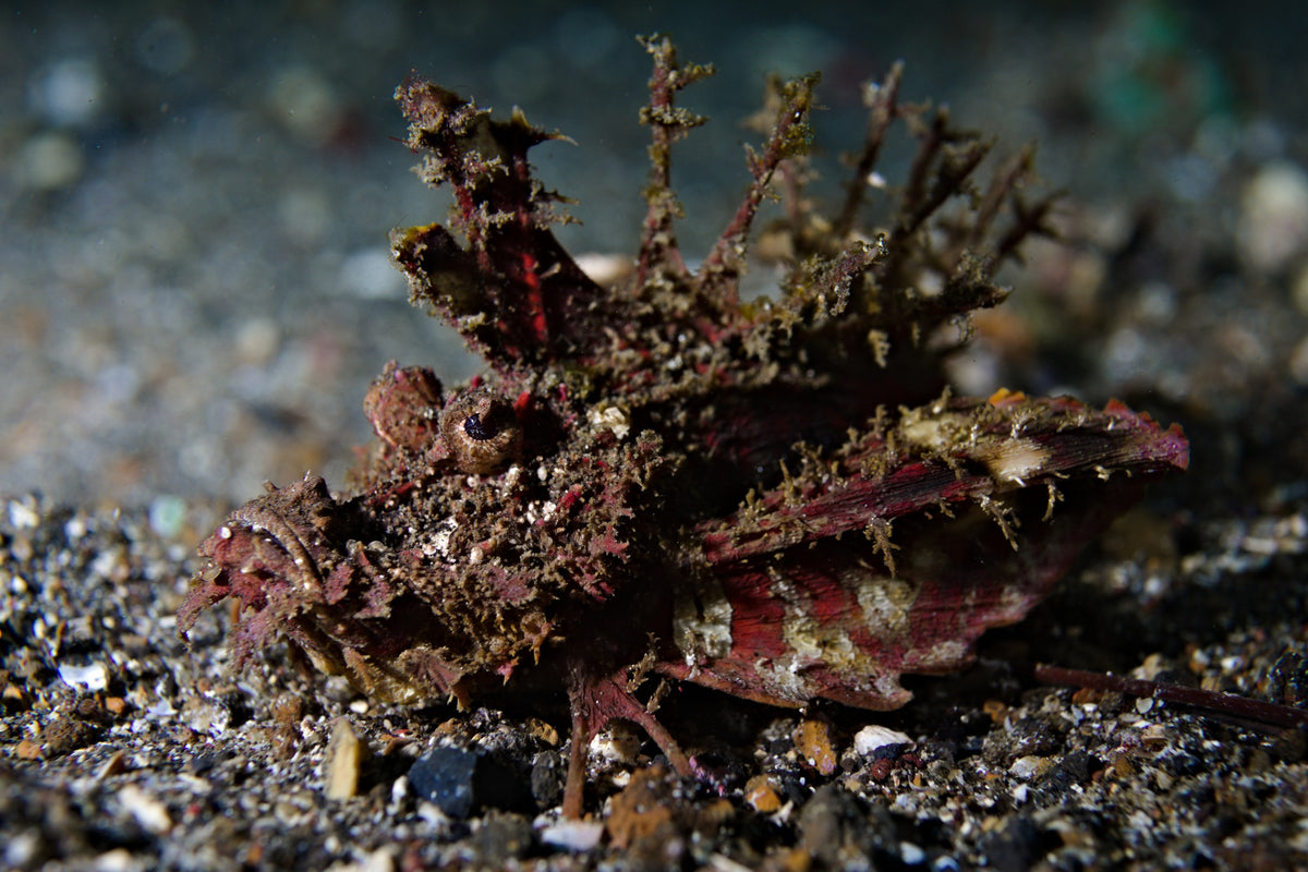 Lembeh Strait