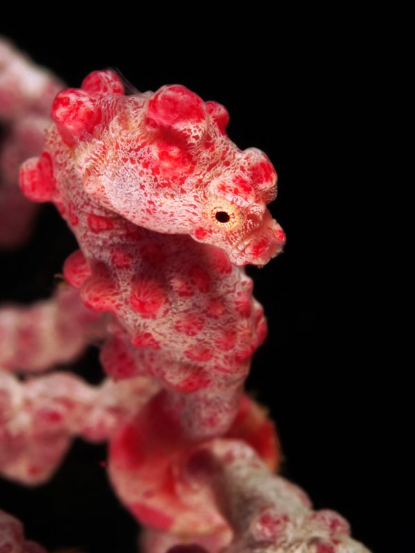 Pink pygmy seahorse on a matching sea fan in Anilao