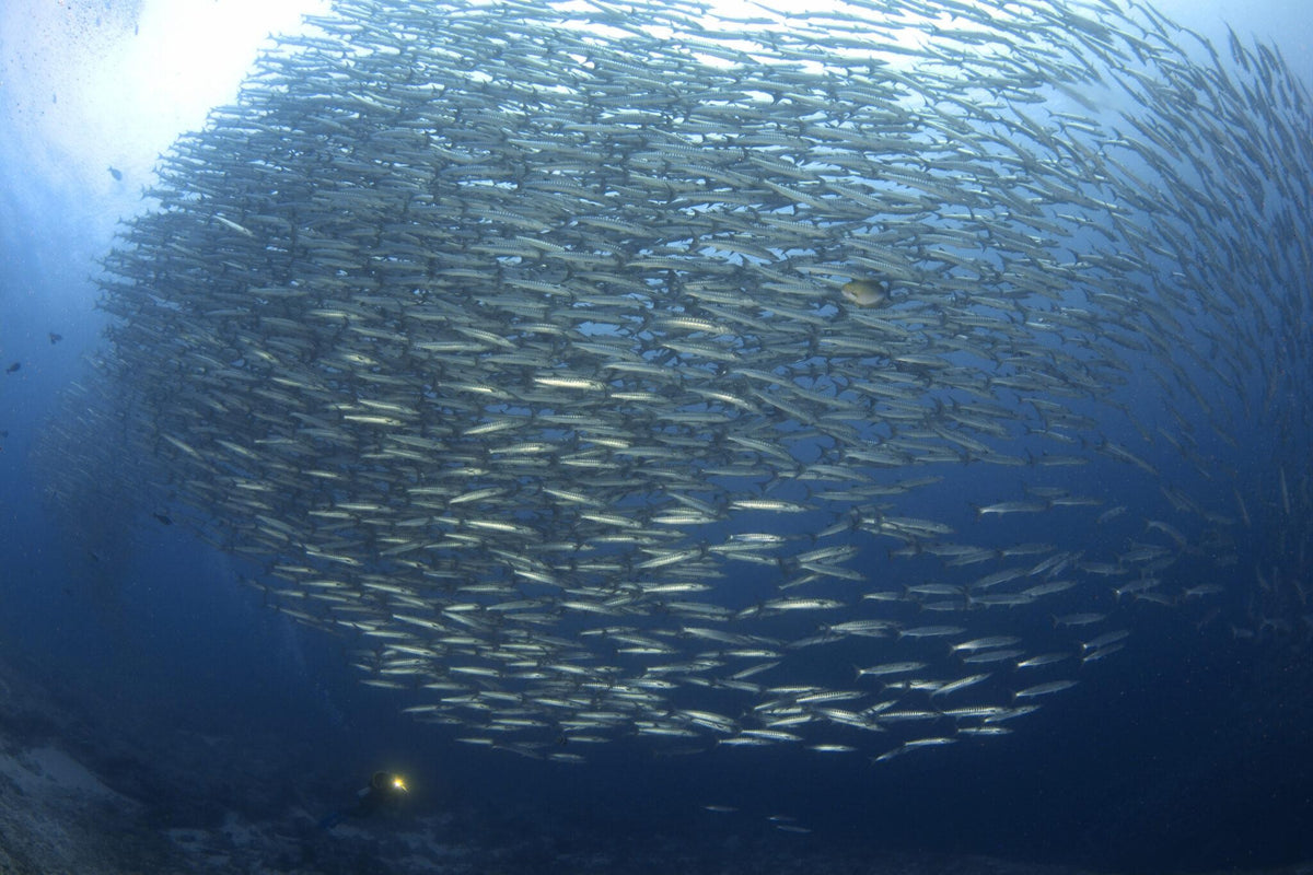 Derawan, Maratua, Sangalaki & Kakaban