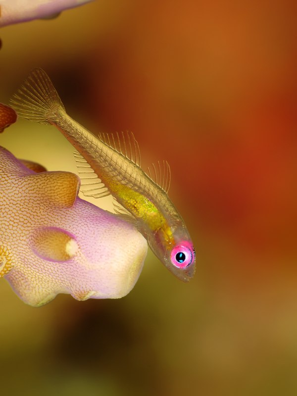 Small goby resting on coral in Anilao