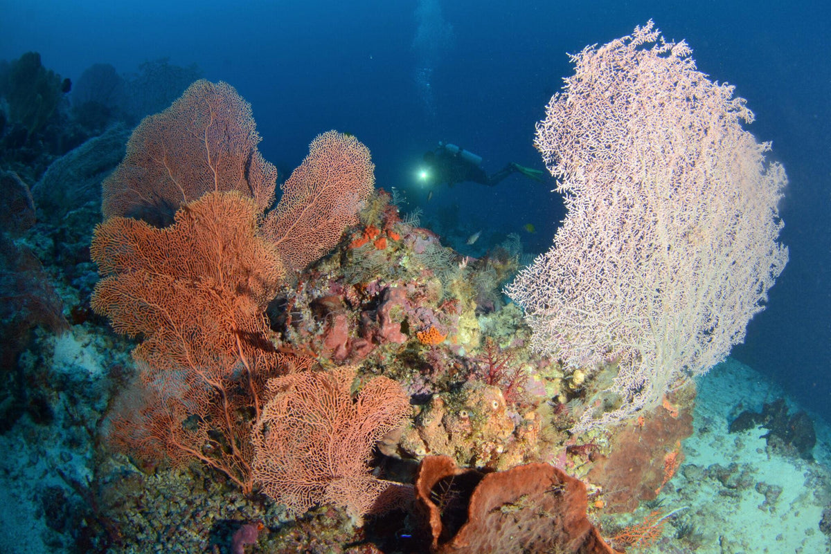 Derawan, Maratua, Sangalaki & Kakaban