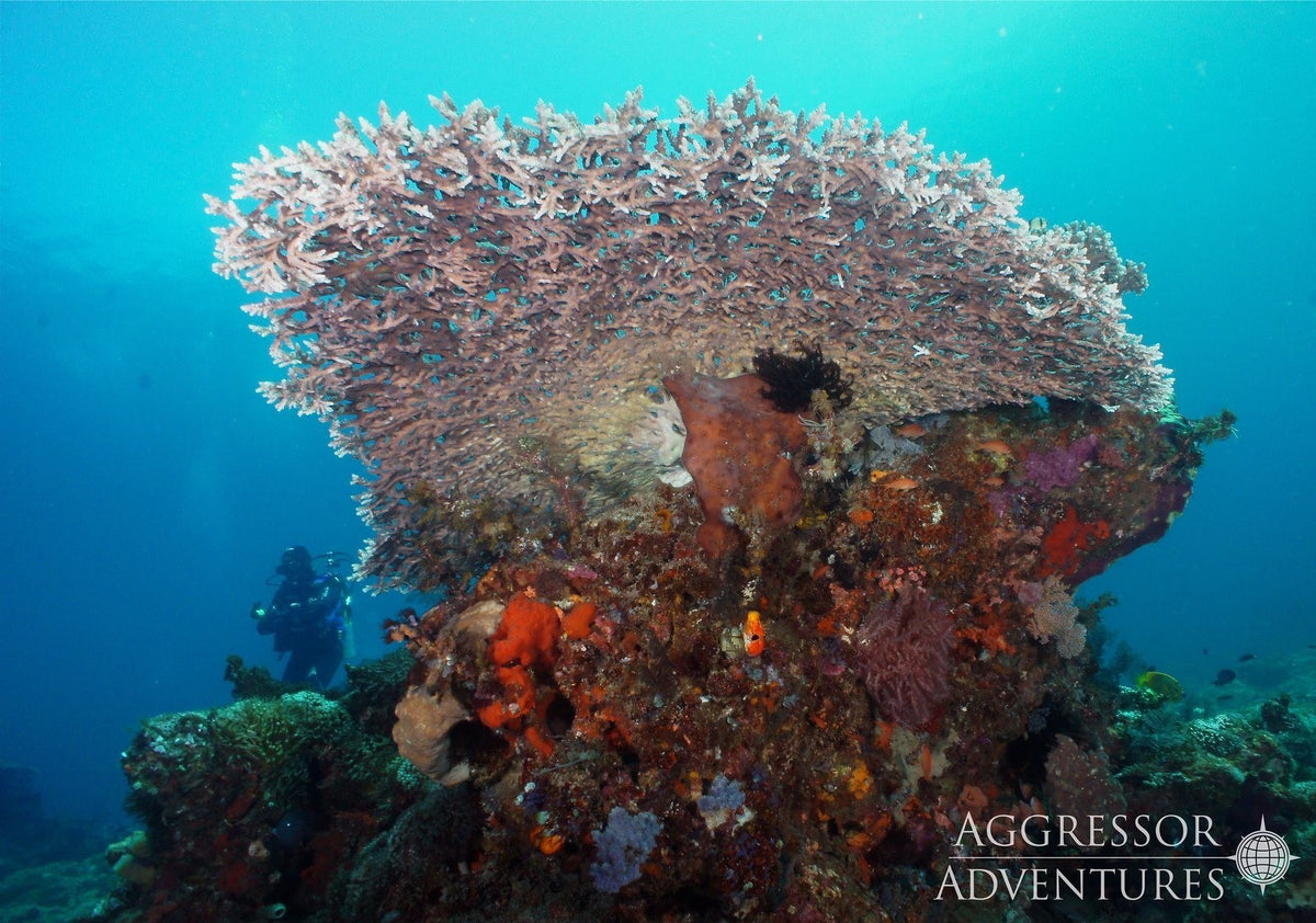 Komodo & Labuan Bajo