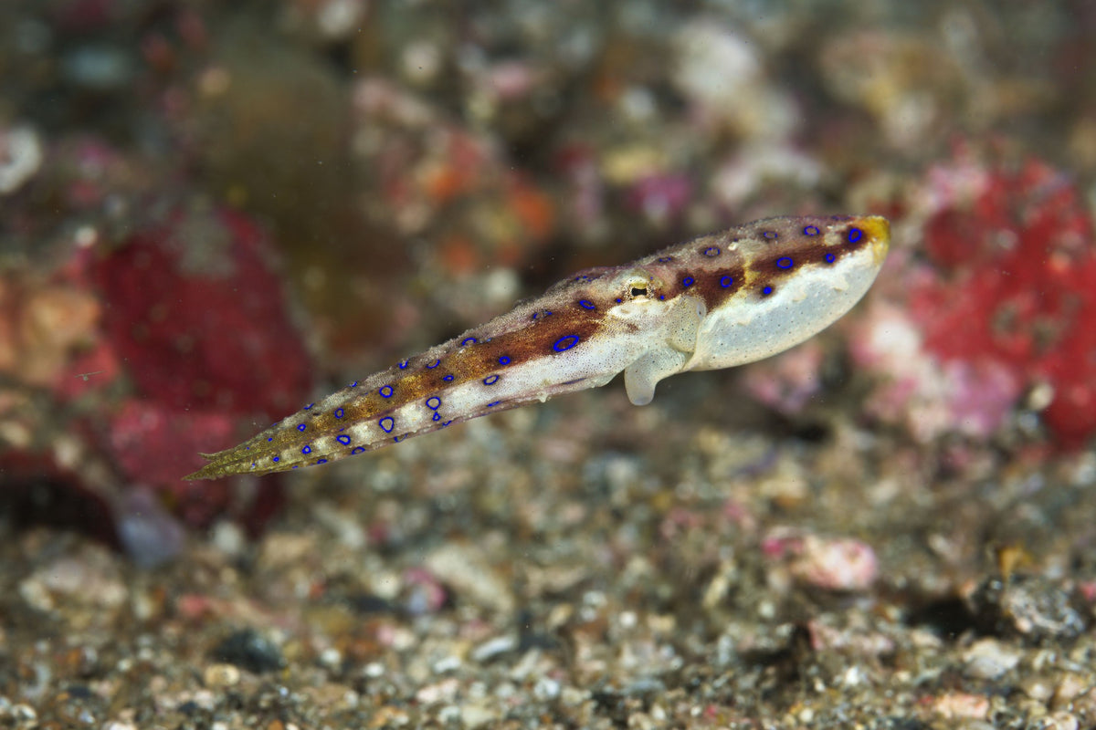 Lembeh Strait