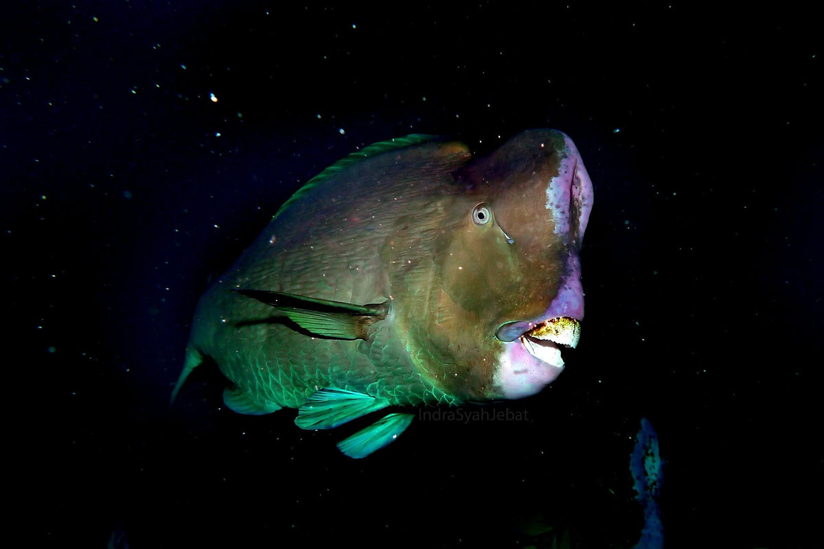 Sipadan, Mabul & Kapalai