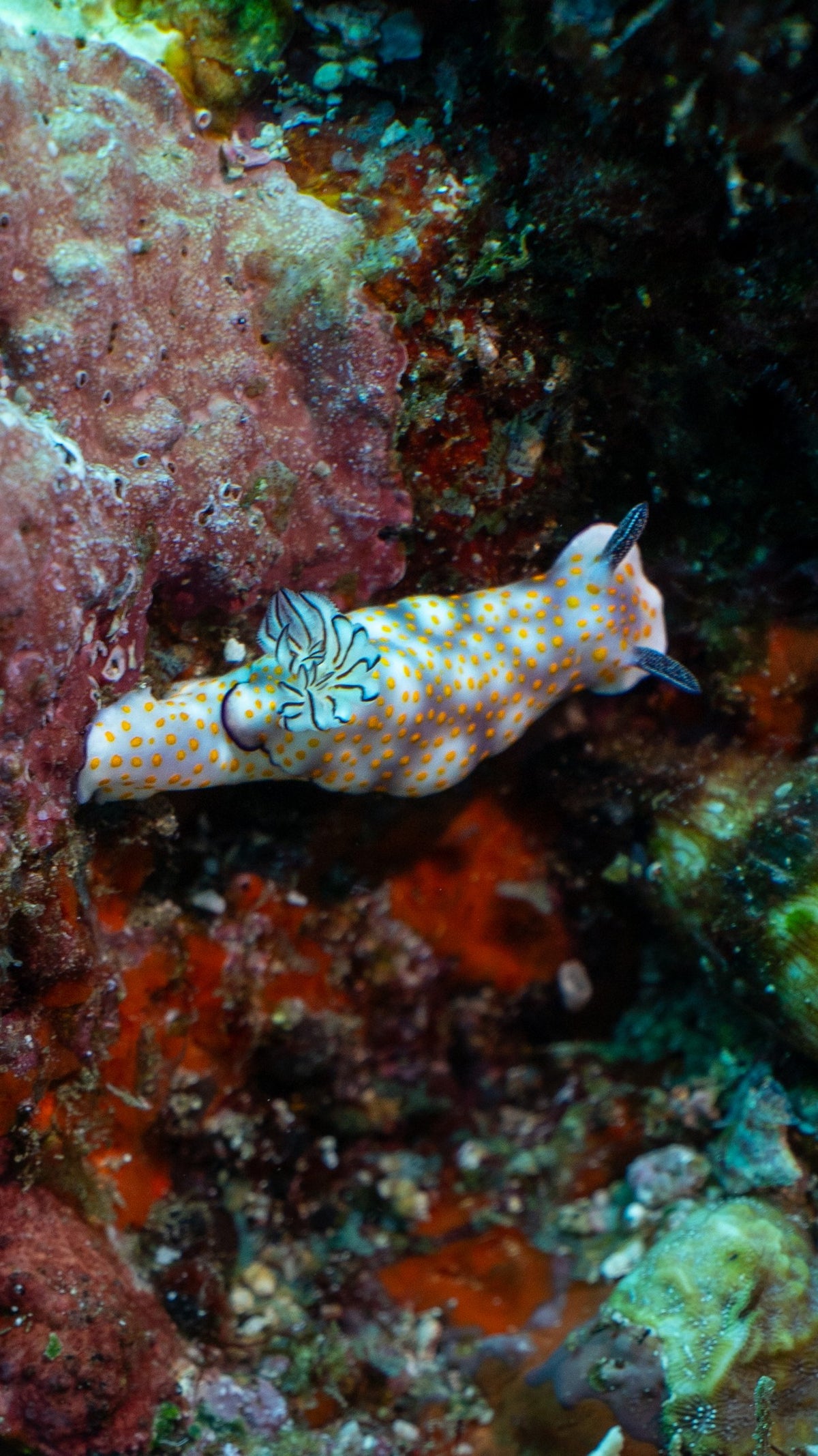 Pulau Weh & Banda Aceh