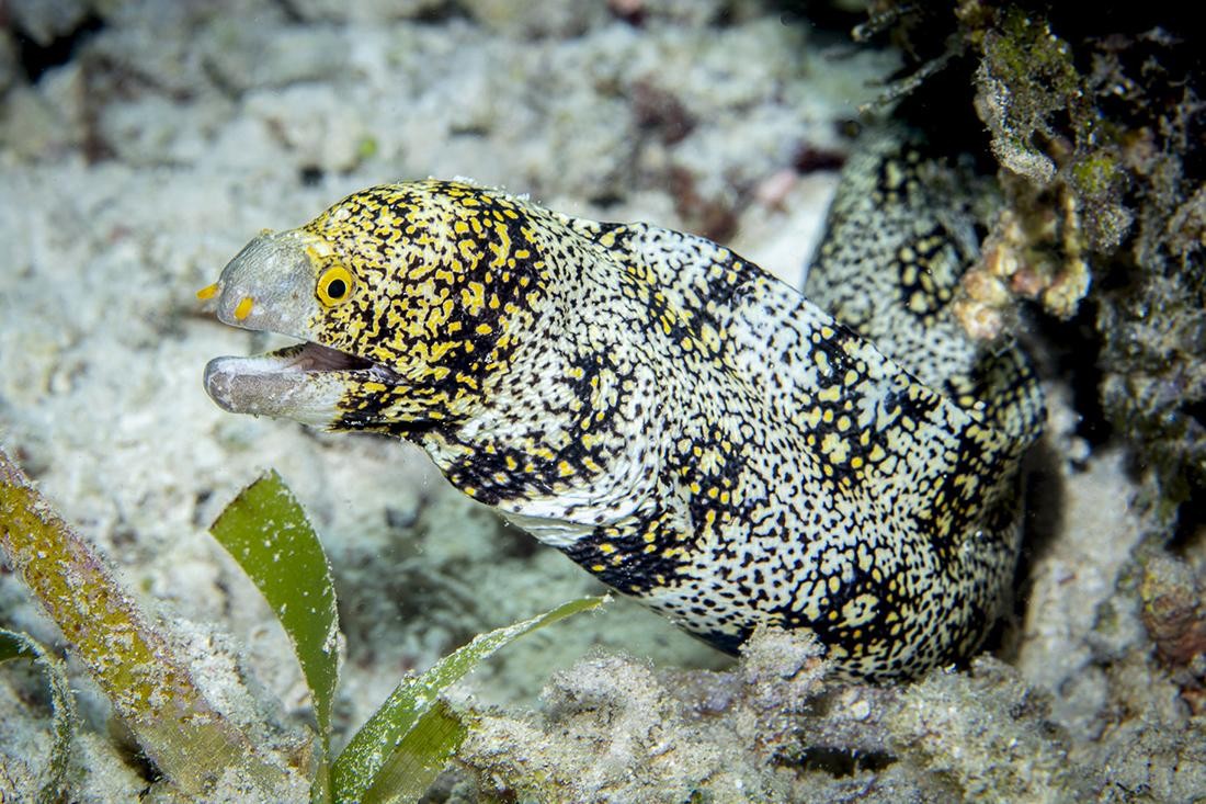 Wakatobi