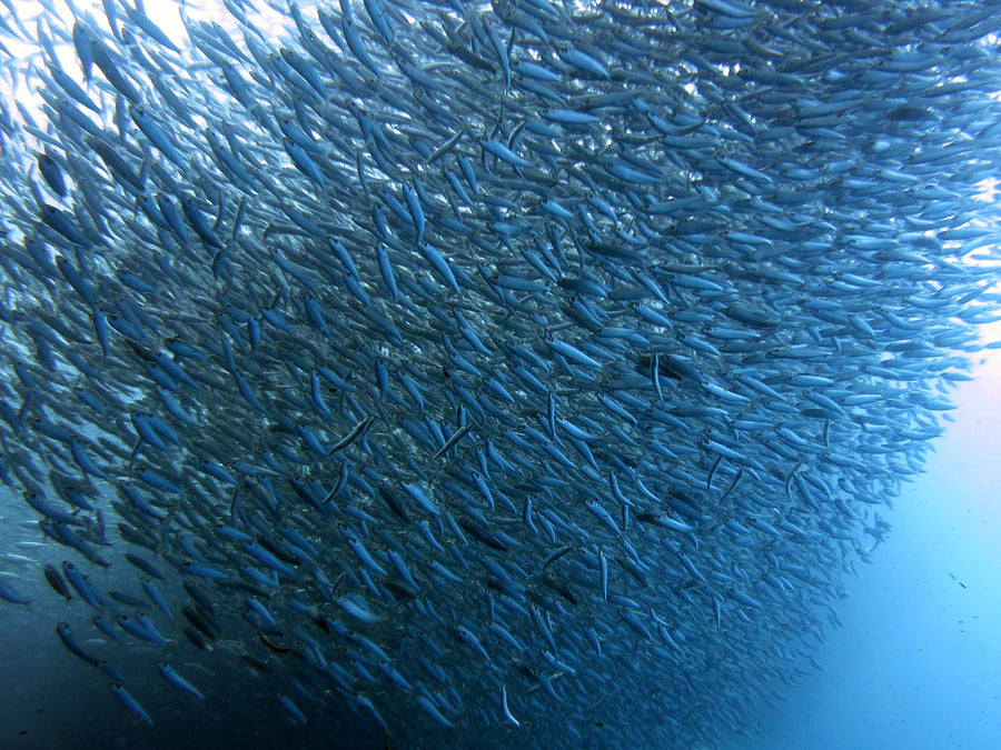 Moalboal
