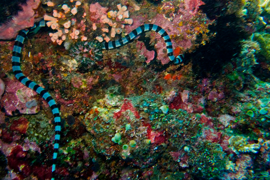 Banda Neira & Banda Islands