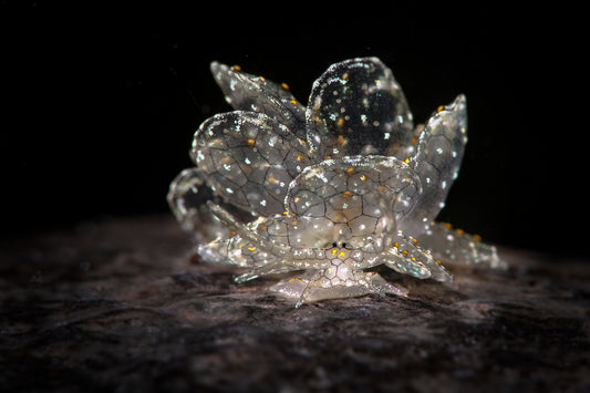 Philippines: Romblon Rare Critters & Macro Photography — May 7 – May 19, 2027