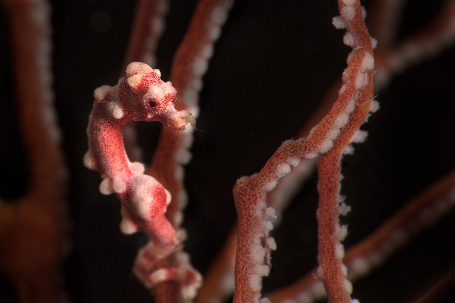 Philippines: Romblon Rare Critters & Macro Photography Expedition