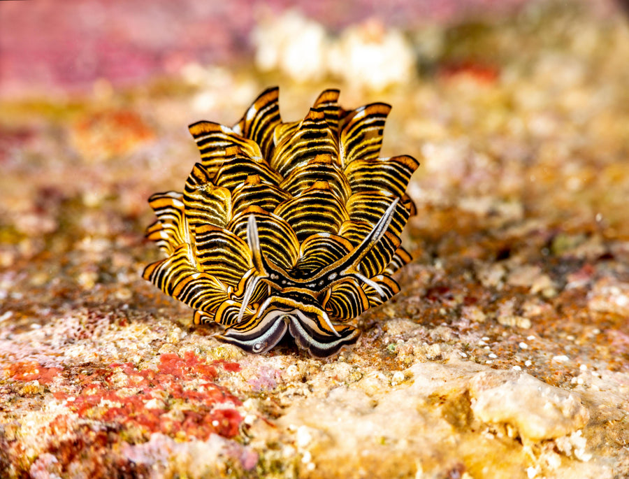 Philippines: Romblon Rare Critters & Macro Photography Expedition