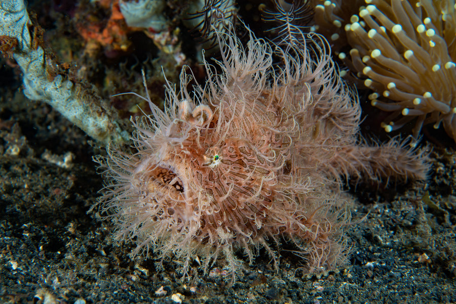 Lembeh Strait macro life