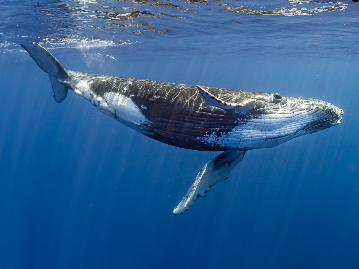 Liveaboard route in the Coral Triangle