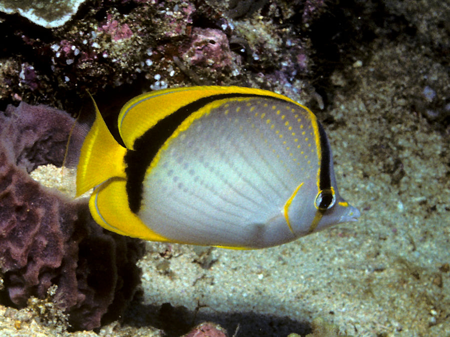 Lankayan Island
