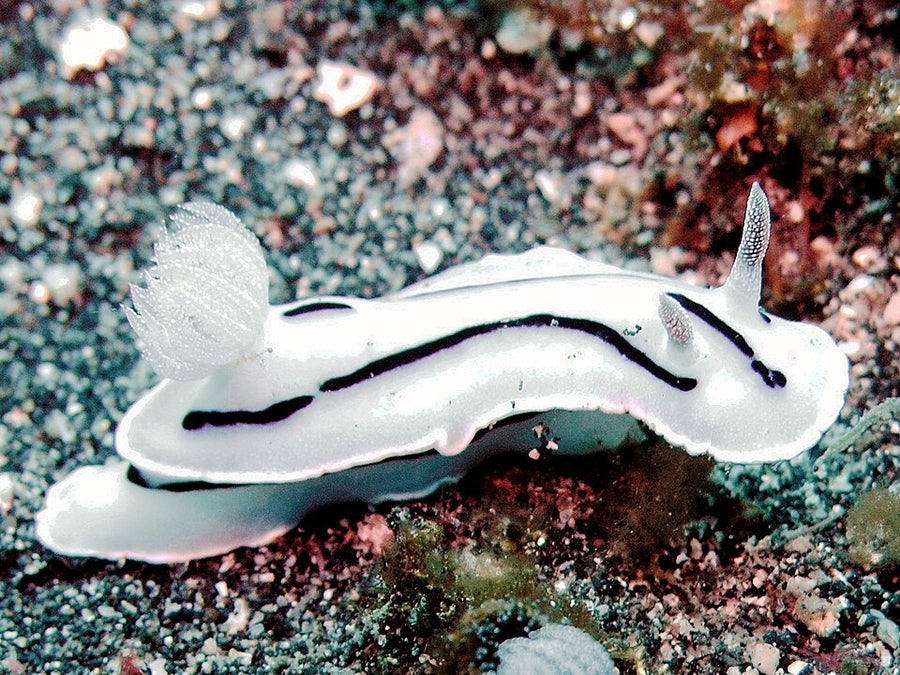 Chromodoris willani nudibranch in Lembeh Strait