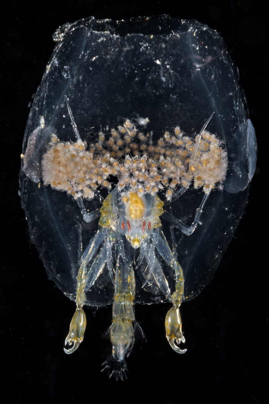 Philippines: Romblon Rare Critters & Macro Photography Expedition