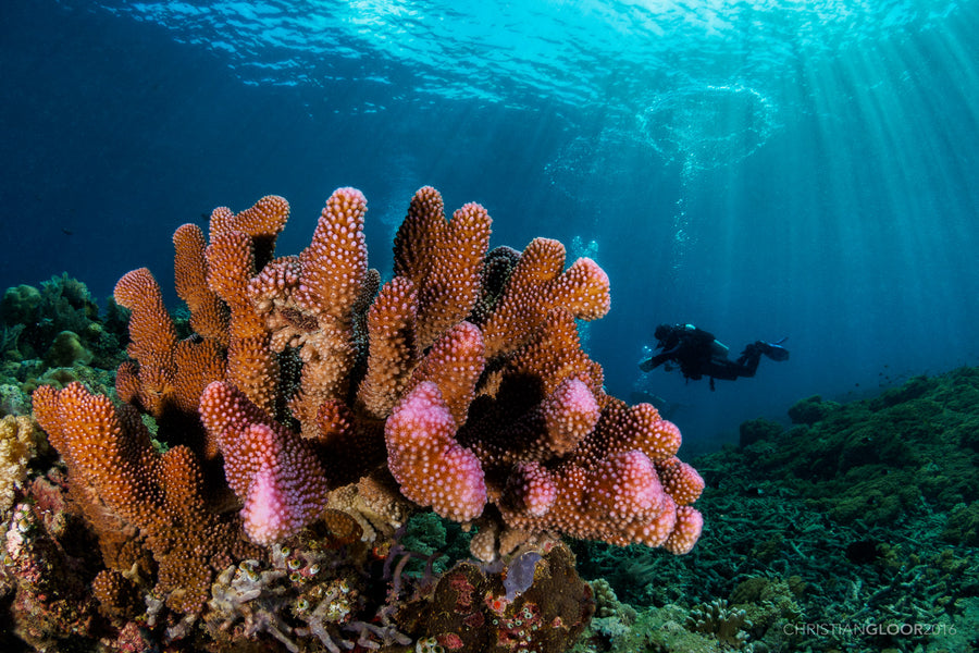 Bunaken & Manado