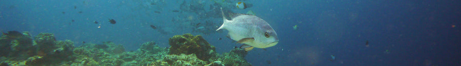 Derawan, Maratua, Sangalaki & Kakaban