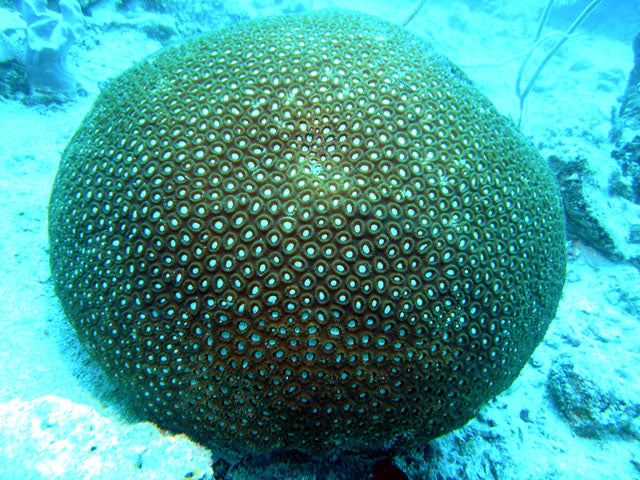 Redang Island