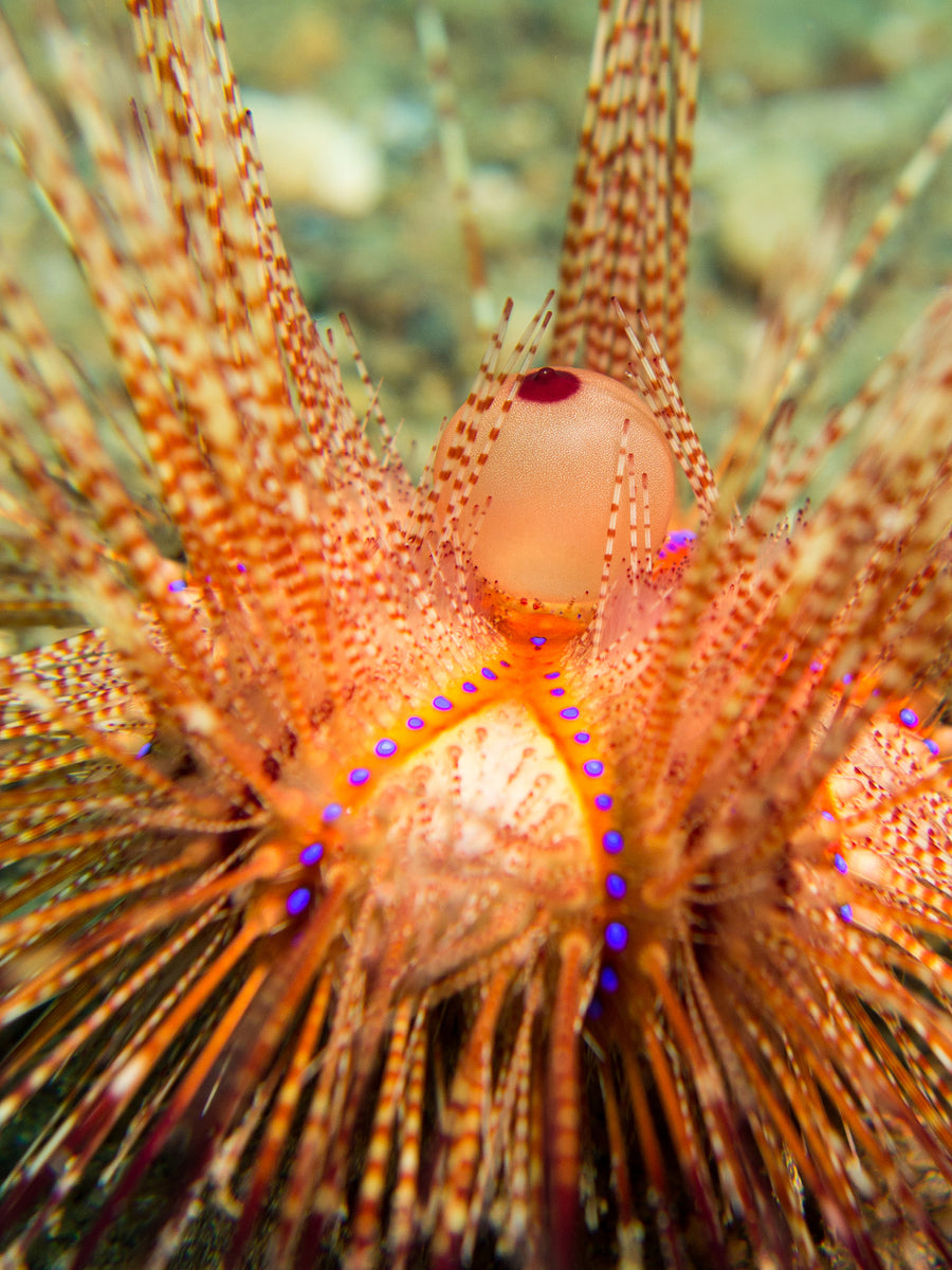 Anilao