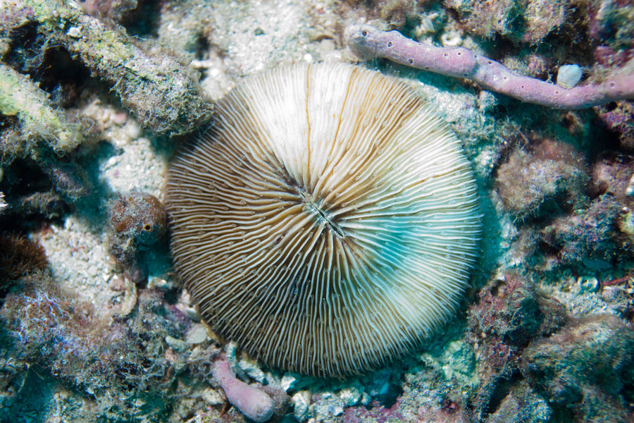 Tioman Island