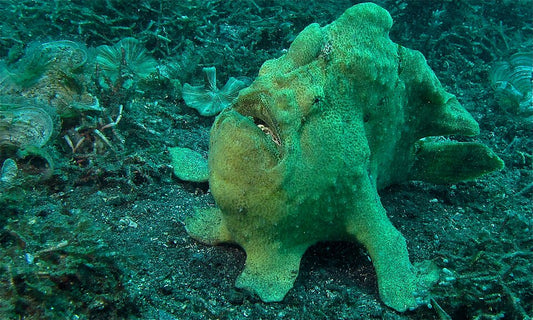 Giant frogfish on black sand in Lembeh Strait