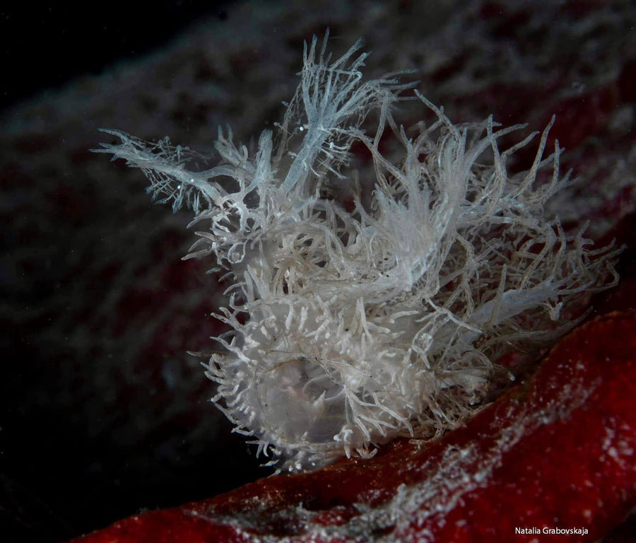 Philippines: Romblon Rare Critters & Macro Photography — May 7 – May 19, 2027