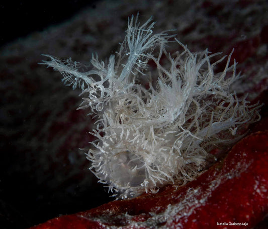 PHILIPPINES: ROMBLON RARE CRITTERS — March 26 – April 7, 2027