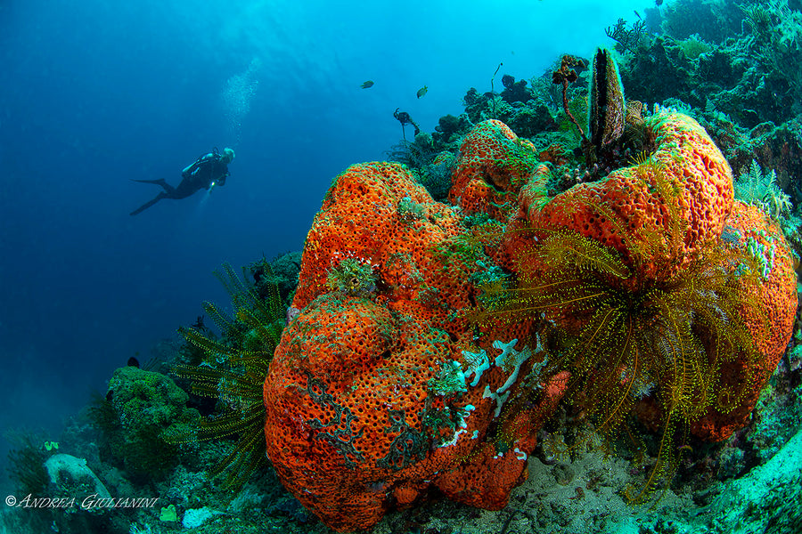 INDONESIA: THE MOLA MOLA & LIBERTY WRECK (BALI)