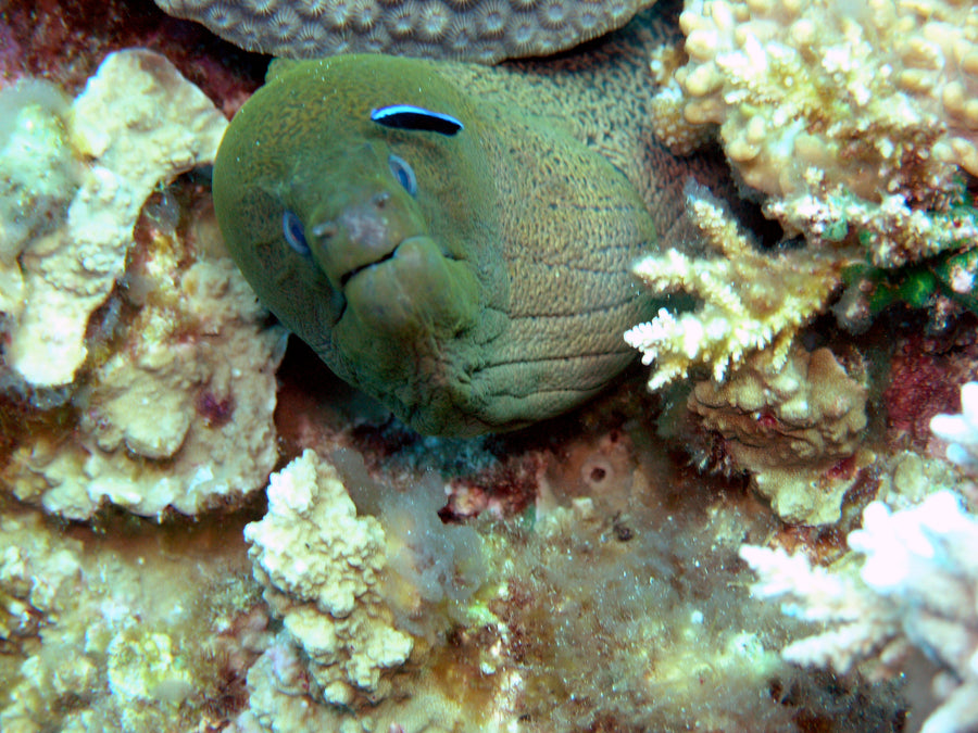 Kavieng