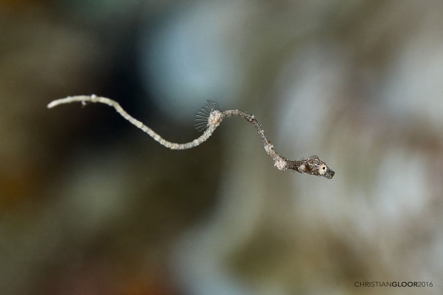 Lembeh sea dragon macro subject in North Sulawesi