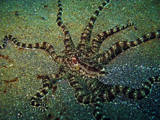 Mimic octopus in Lembeh Strait, Indonesia