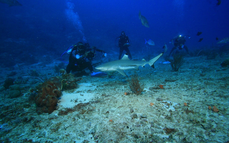 Morotai Island