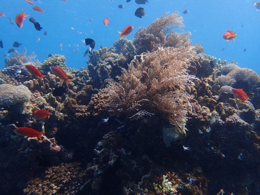 Bohol, Panglao & Balicasag
