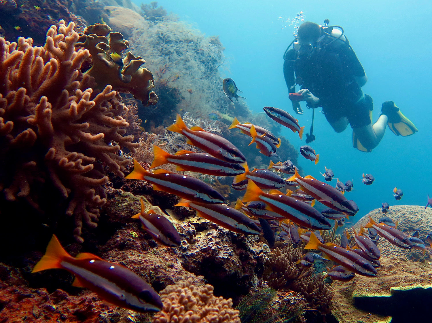Tailor-made dive journeys across the Coral Triangle.