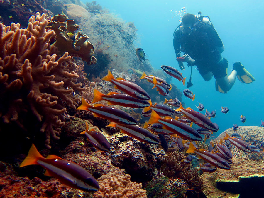 Raja Ampat