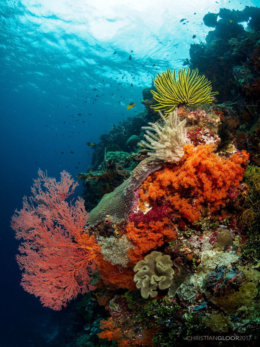 Wakatobi