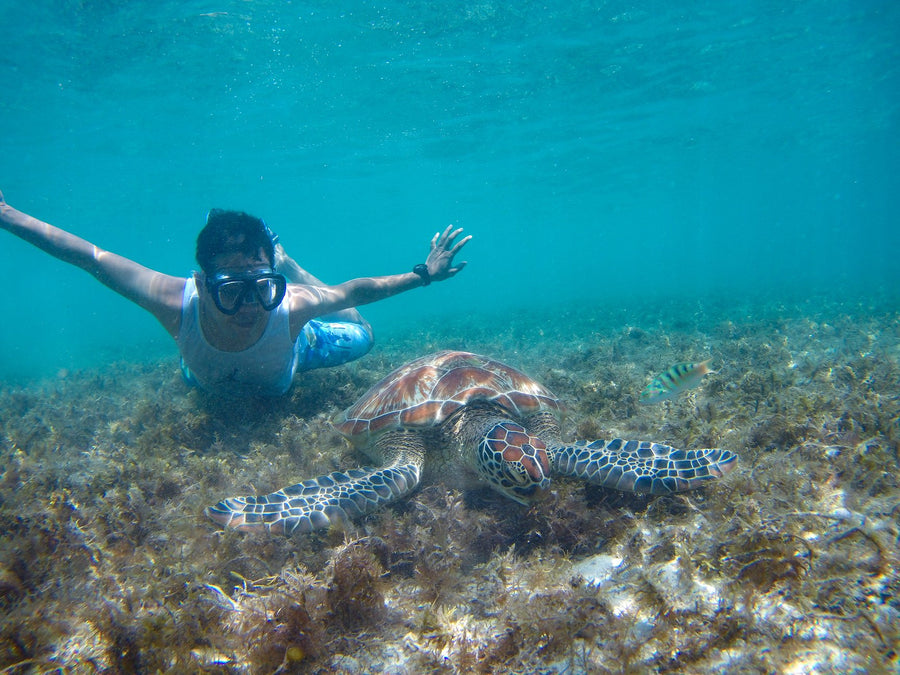Dauin & Apo Island