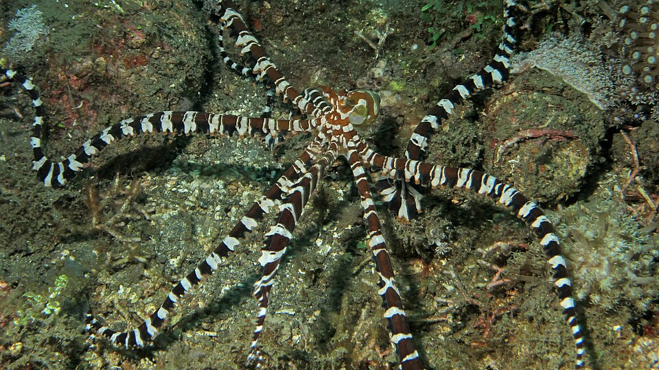 Indonesia: The Muck Diving Capital — Lembeh Strait