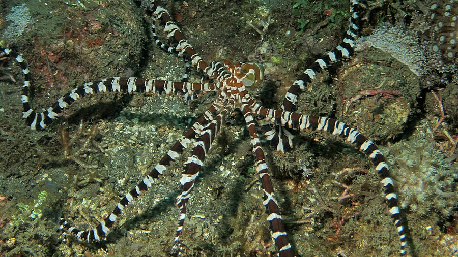 Wonder octopus during muck diving in Indonesia