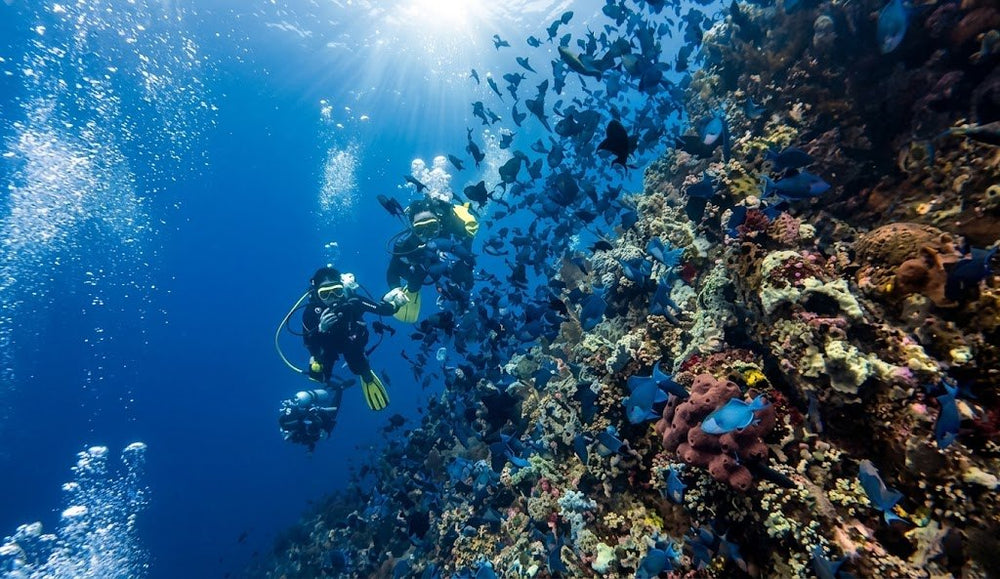 Verde Island — 2-tank half-day trip