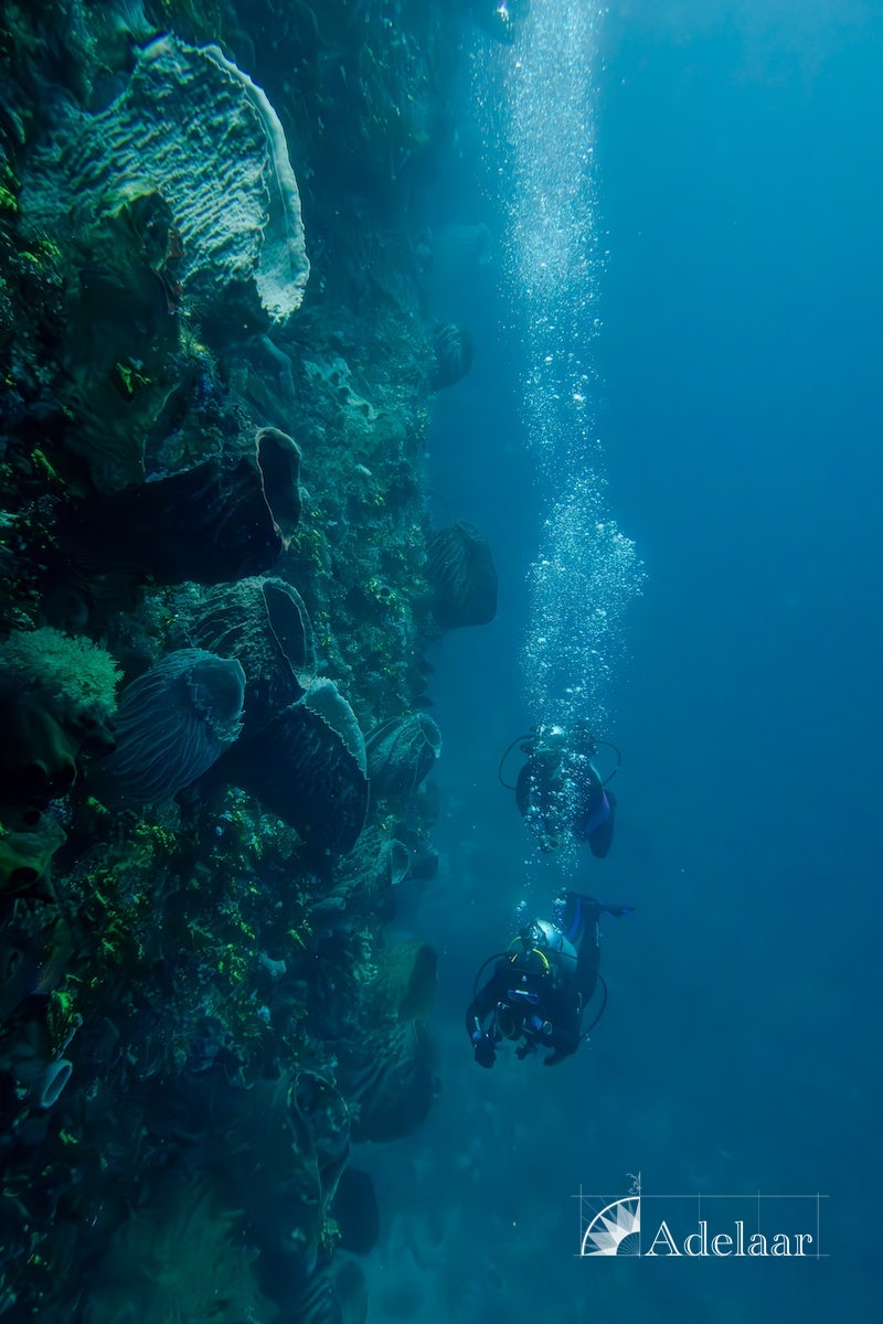 Adelaar — Total Raja Ampat — Sorong to Sorong — 10 Nights