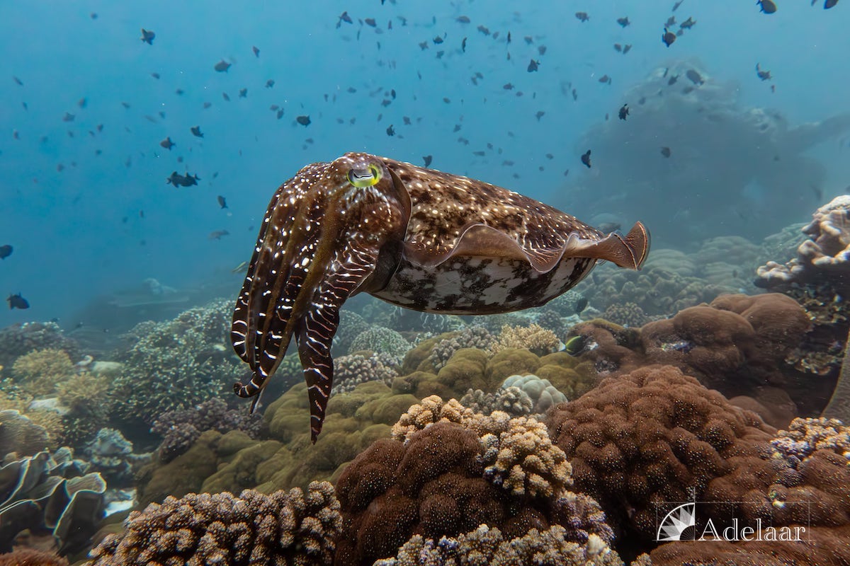 Adelaar — Total Raja Ampat — Sorong to Sorong — 10 Nights