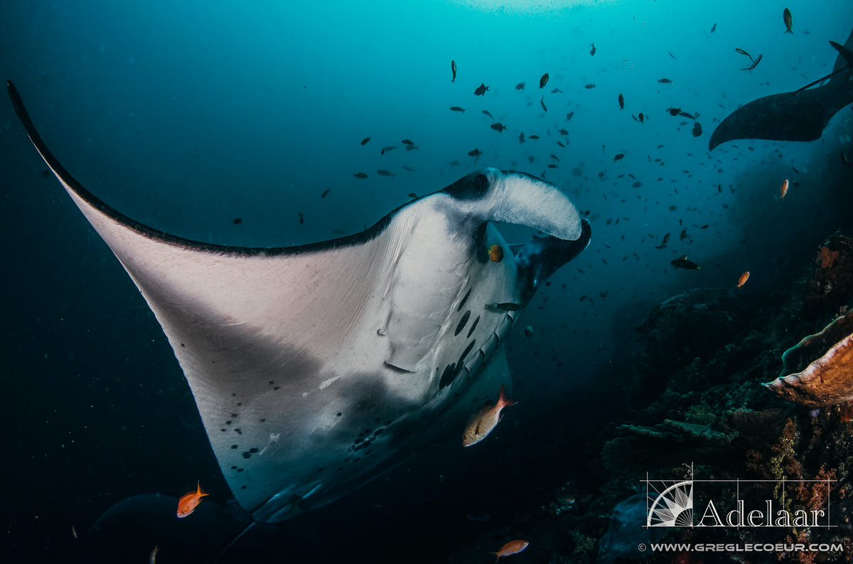 Adelaar — Total Raja Ampat — Sorong to Sorong — 10 Nights