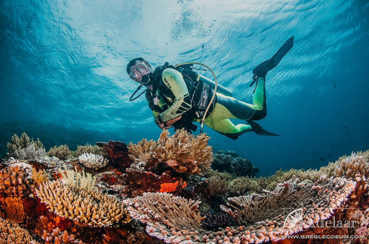 Adelaar — Total Raja Ampat — Sorong to Sorong — 10 Nights