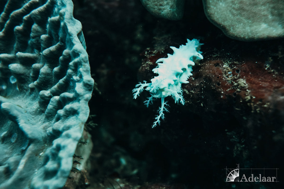 Adelaar — Total Raja Ampat — Sorong to Sorong — 10 Nights